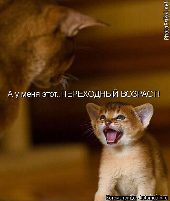 Котоматрица: А у меня этот..ПЕРЕХОДНЫЙ ВОЗРАСТ!
