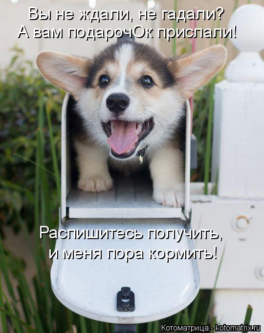 Котоматрица: А вам подарочОк прислали! Вы не ждали, не гадали? Распишитесь получить, и меня пора кормить!