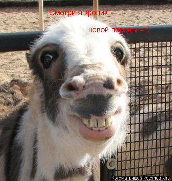 Котоматрица: Смотри я кролик ! новой породы =D