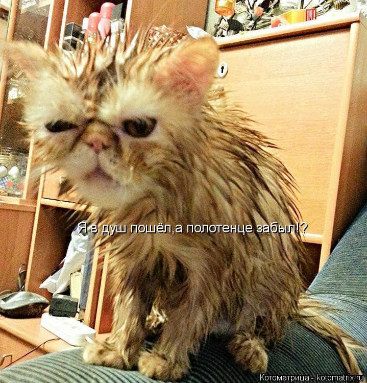 Котоматрица: Я в душ пошёл,а полотенце забыл!?