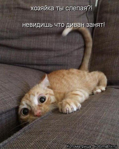 Котоматрица: хозяйка ты слепая?! невидишь что диван занят!