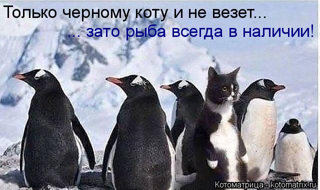Котоматрица: Только черному коту и не везет... ... зато рыба всегда в наличии!