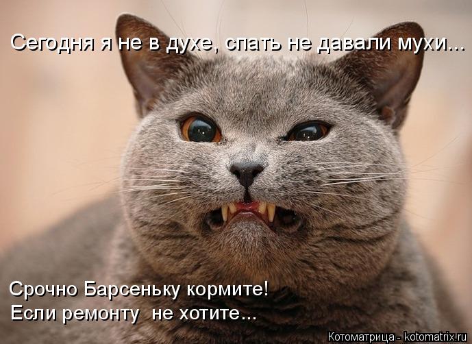 Котоматрица: Сегодня я не в духе, спать не давали мухи... Срочно Барсеньку кормите! Если ремонту  не хотите...