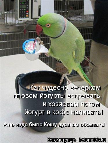 Котоматрица: А не надо было Кешу дураком обзывать! Как чудесно вечерком клювом йогурты вскрывать, и хозяевам потом йогурт в кофе наливать!