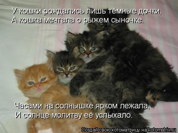 Котоматрица: У кошки рождались лишь тёмные дочки, А кошка мечтала о рыжем сыночке. Часами на солнышке ярком лежала, И солнце молитву её услыхало.