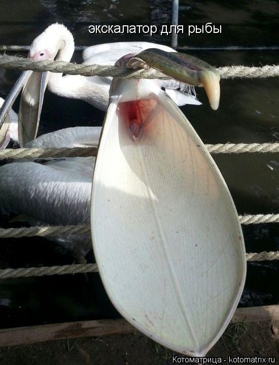Котоматрица: экскалатор для рыбы