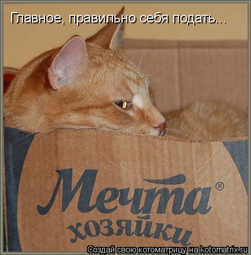 Котоматрица: Главное, правильно себя подать...