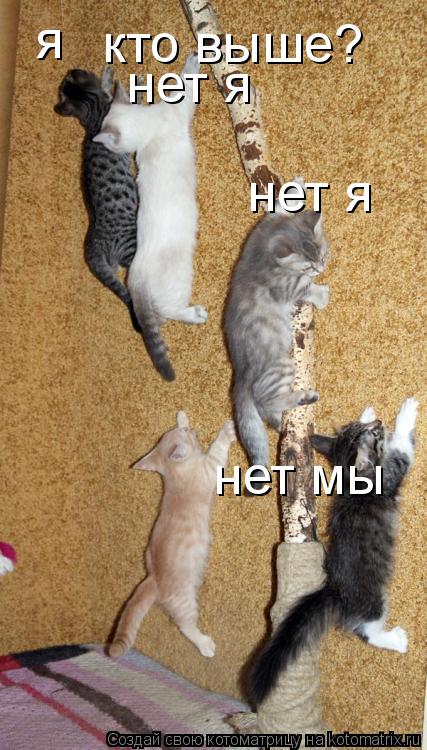 Котоматрица: кто выше? я нет я нет я нет мы