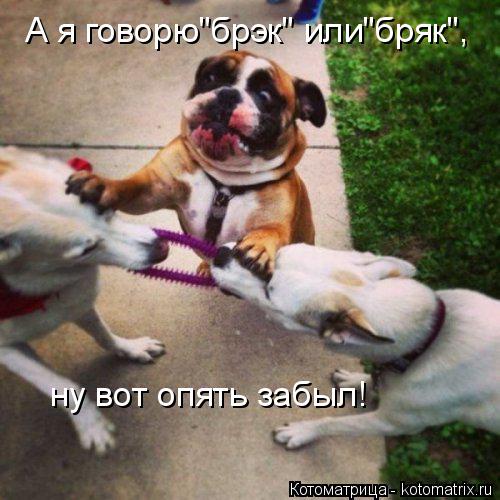 Котоматрица: А я говорю"брэк" или"бряк", ну вот опять забыл!