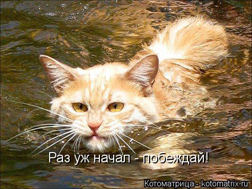 Котоматрица: Раз уж начал - побеждай!