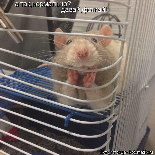 Котоматрица: а так,нормально? давай,фоткай!