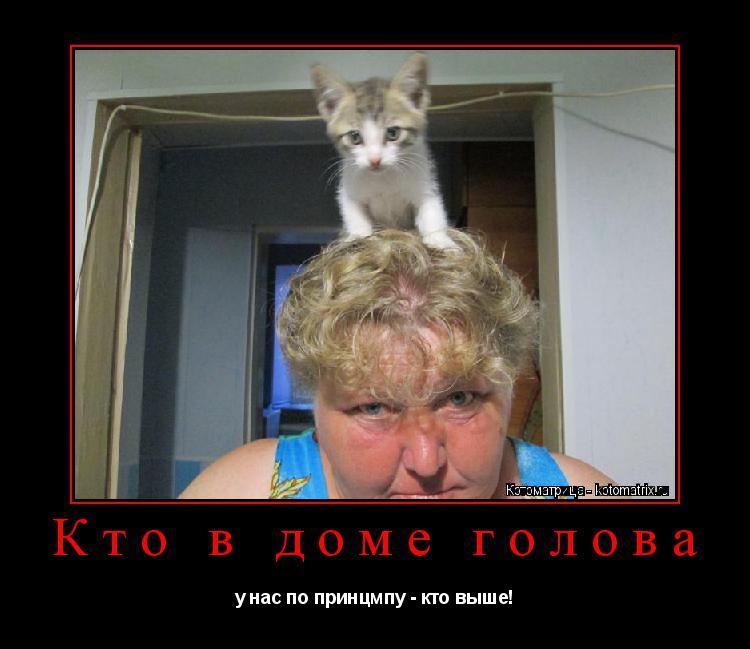 Котоматрица: Кто в доме голова у нас по принцмпу - кто выше!