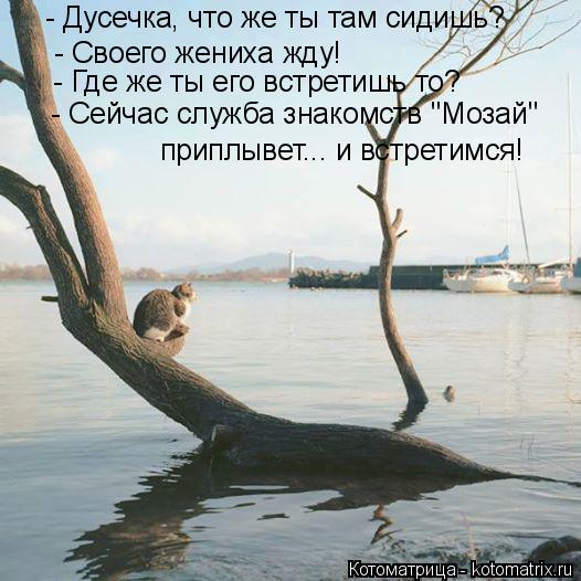 Котоматрица: - Своего жениха жду! - Где же ты его встретишь то? - Сейчас служба знакомств "Мозай"  приплывет... и встретимся!  - Дусечка, что же ты там сидишь?