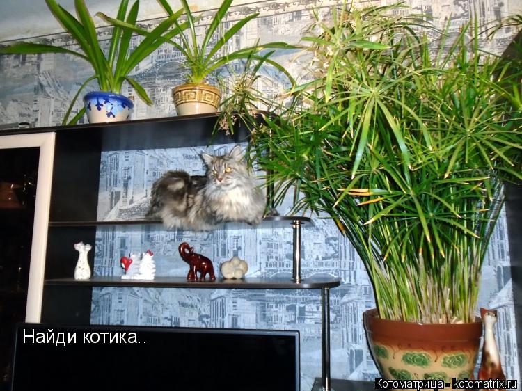 Котоматрица: Найди котика..