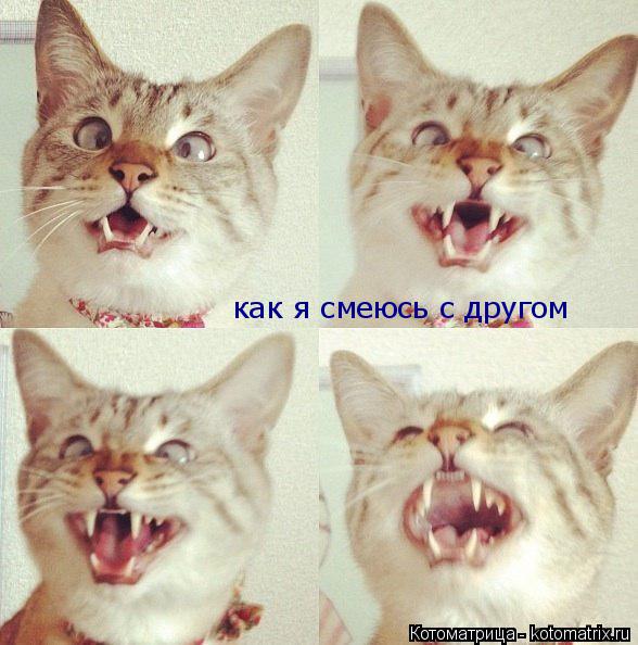 Котоматрица: как я смеюсь с другом