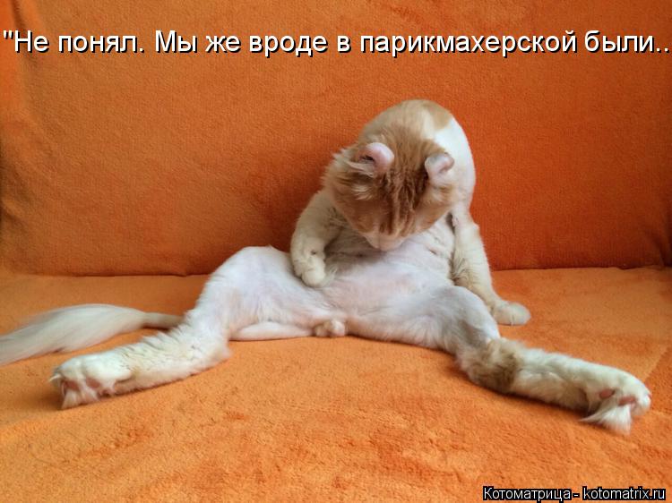 Котоматрица: "Не понял. Мы же вроде в парикмахерской были..."