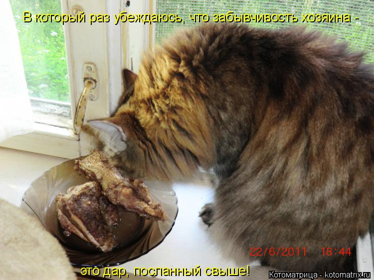 В который раз убеждаюсь, что забывчивость хозяина - это дар, посланный свыше!... Котоматрица: В который раз убеждаюсь, что забывчивость хозяина - это дар, посланный свыше!