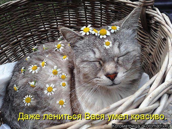 Котоматрица: Даже лениться Вася умел красиво.