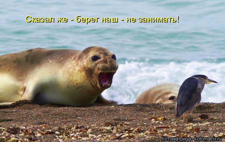 Котоматрица: Сказал же - берег наш - не занимать!
