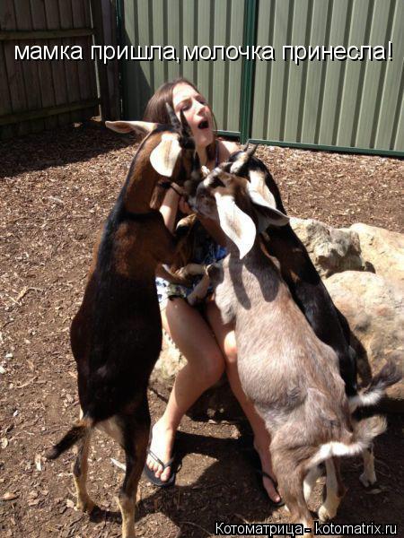 мамка пришла,молочка принесла!... Котоматрица: мамка пришла,молочка принесла!
