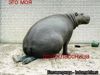Котоматрица: это моя одноклассница