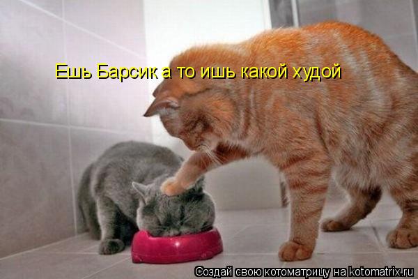 Котоматрица: Ешь Барсик а то ишь какой худой