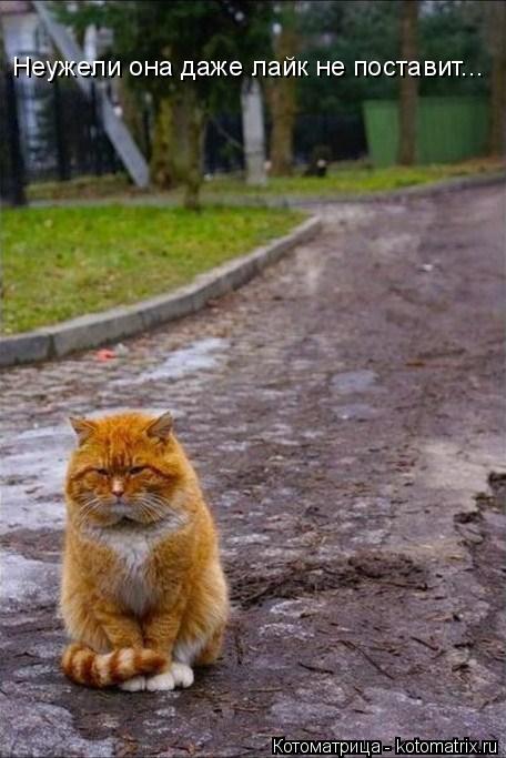 Котоматрица: Неужели она даже лайк не поставит...