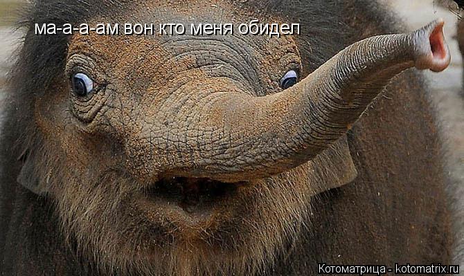 Котоматрица: ма-а-а-ам вон кто меня обидел