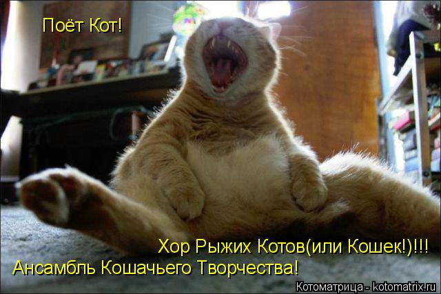 Ансамбль Кошачьего Творчества! Поёт Кот! Хор Рыжих Котов(или Кошек!)!!!... Котоматрица: Ансамбль Кошачьего Творчества! Поёт Кот! Хор Рыжих Котов(или Кошек!)!!!