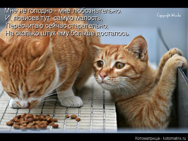 Котоматрица: Мне не голодно - мне любознательно. И, повисев тут  самую малость,  Пересчитаю сейчас старательно,  На сколько штук ему больше досталось.