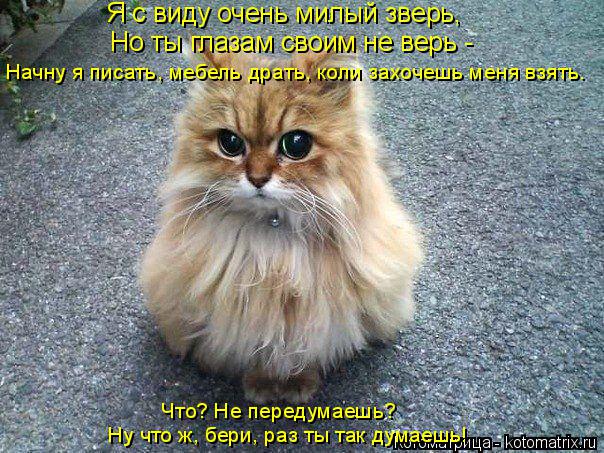 Я с виду очень милый зверь, Но ты глазам своим не верь - Начну я писать, мебель драть, коли захочешь... Котоматрица: Я с виду очень милый зверь, Но ты глазам своим не верь - Начну я писать, мебель драть, коли захочешь меня взять. Что? Не передумаешь? Ну что ж, б