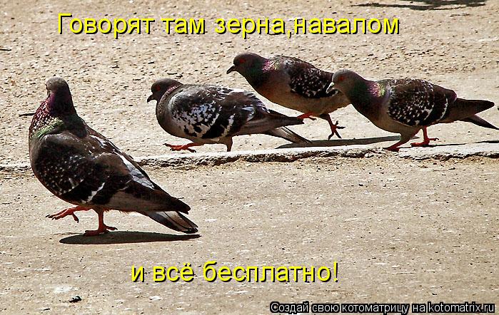 Котоматрица: Говорят там зерна,навалом и всё бесплатно!