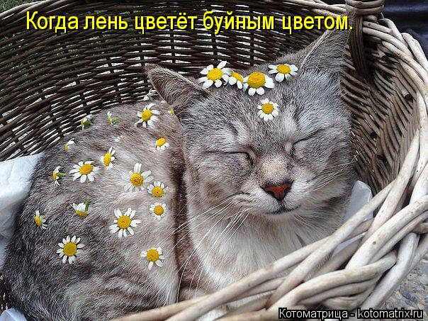 Котоматрица: Когда лень цветёт буйным цветом.