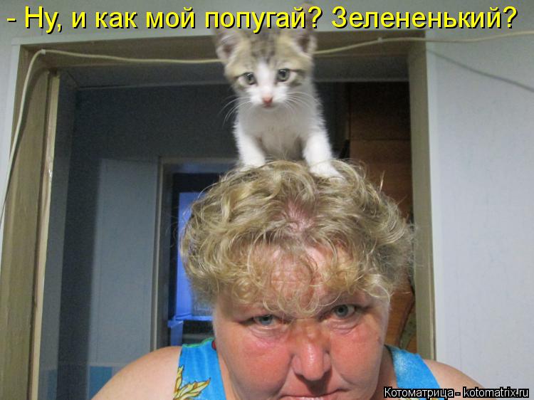 Котоматрица: - Ну, и как мой попугай? Зелененький?