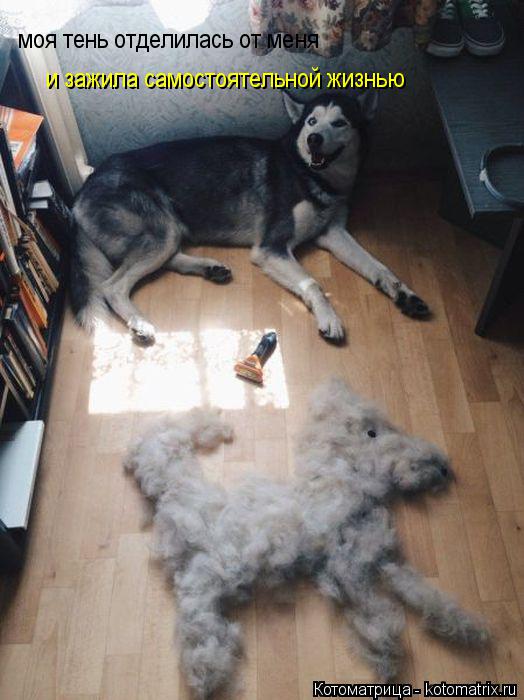 моя тень отделилась от меня и зажила самостоятельной жизнью... Котоматрица: моя тень отделилась от меня и зажила самостоятельной жизнью