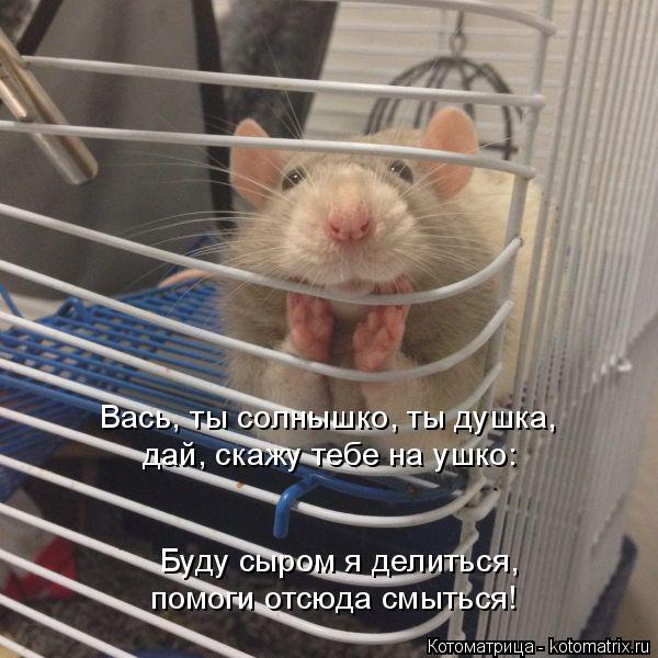 Котоматрица: Буду сыром я делиться,  помоги отсюда смыться! Вась, ты солнышко, ты душка,   дай, скажу тебе на ушко: