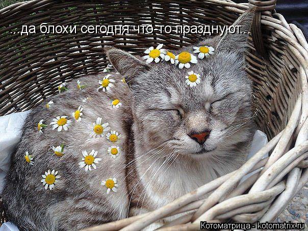 Котоматрица: ...да блохи сегодня что-то празднуют...
