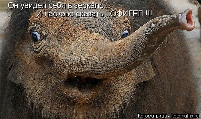 Котоматрица: Он увидел себя в зеркало... И ласково сказать...ОФИГЕЛ !!!