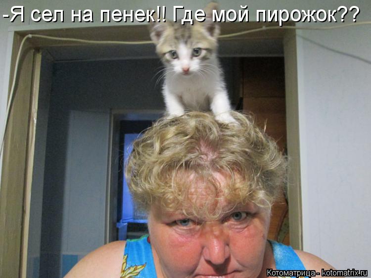 Котоматрица: -Я сел на пенек!! Где мой пирожок??