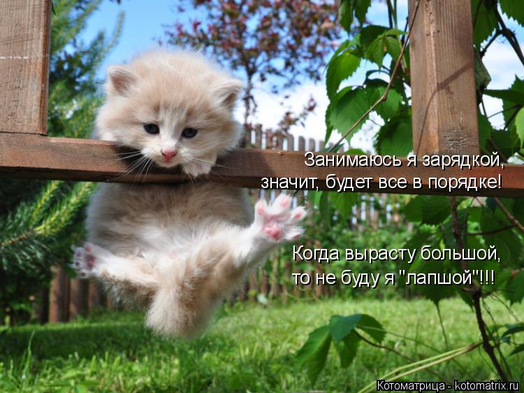 Котоматрица: Занимаюсь я зарядкой,  значит, будет все в порядке! Когда вырасту большой,  то не буду я "лапшой"!!!