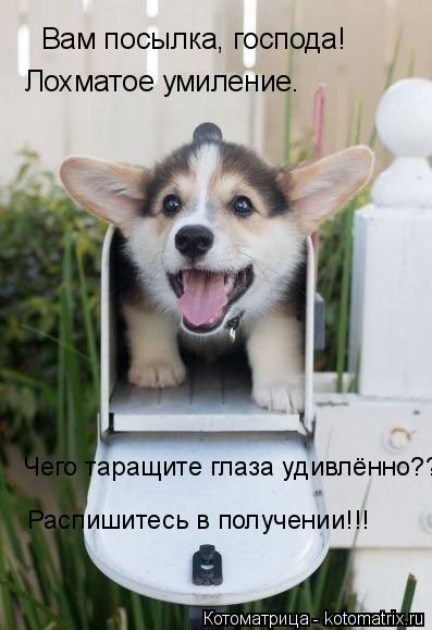 Котоматрица: Вам посылка, господа! Лохматое умиление. Чего таращите глаза удивлённо?? Распишитесь в получении!!!