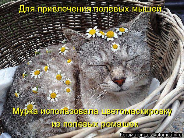 Котоматрица: Для привлечения полевых мышей Мурка использовала цветомаскировку из полевых ромашек