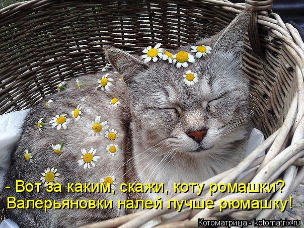- Вот за каким, скажи, коту ромашки? Валерьяновки налей лучше рюмашку!... Котоматрица: - Вот за каким, скажи, коту ромашки? Валерьяновки налей лучше рюмашку!