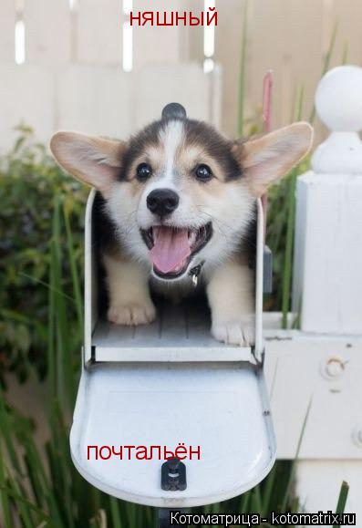 Котоматрица: няшный почтальён