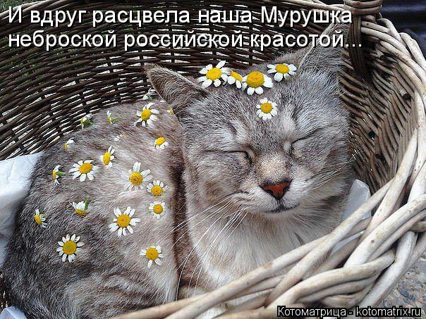 Котоматрица: И вдруг расцвела наша Мурушка неброской российской красотой...