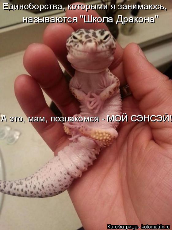 Котоматрица: Единоборства, которыми я занимаюсь,   называются "Школа Дракона" А это, мам, познакомся - МОЙ СЭНСЭЙ!