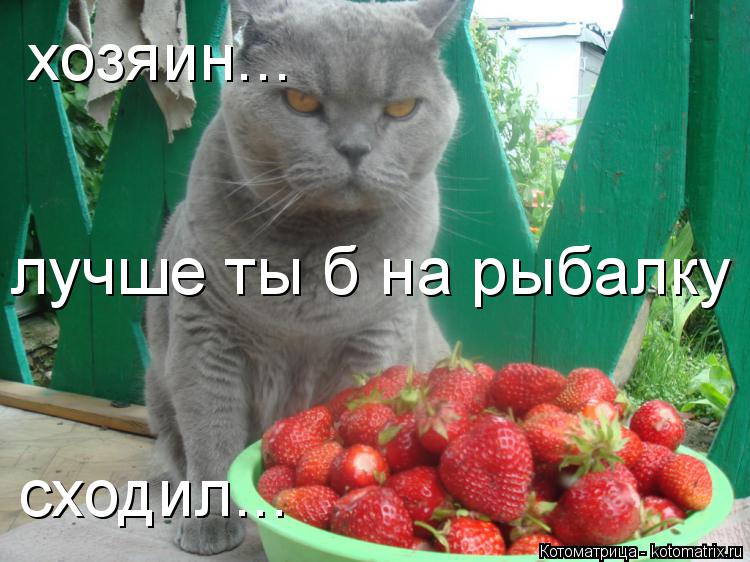 Котоматрица: лучше ты б на рыбалку сходил хозяин... сходил...