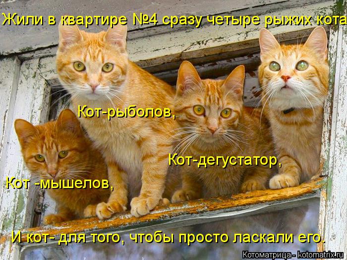 Котоматрица: Жили в квартире №4 сразу четыре рыжих кота. Кот -мышелов, Кот-рыболов, Кот-дегустатор, И кот- для того, чтобы просто ласкали его.