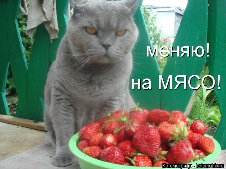 Котоматрица: меняю! на МЯСО!