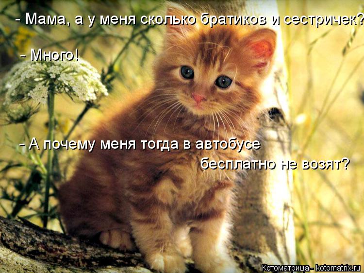Котоматрица: - Мама, а у меня сколько братиков и сестричек?  - Много!  - А почему меня тогда в автобусе бесплатно не возят?